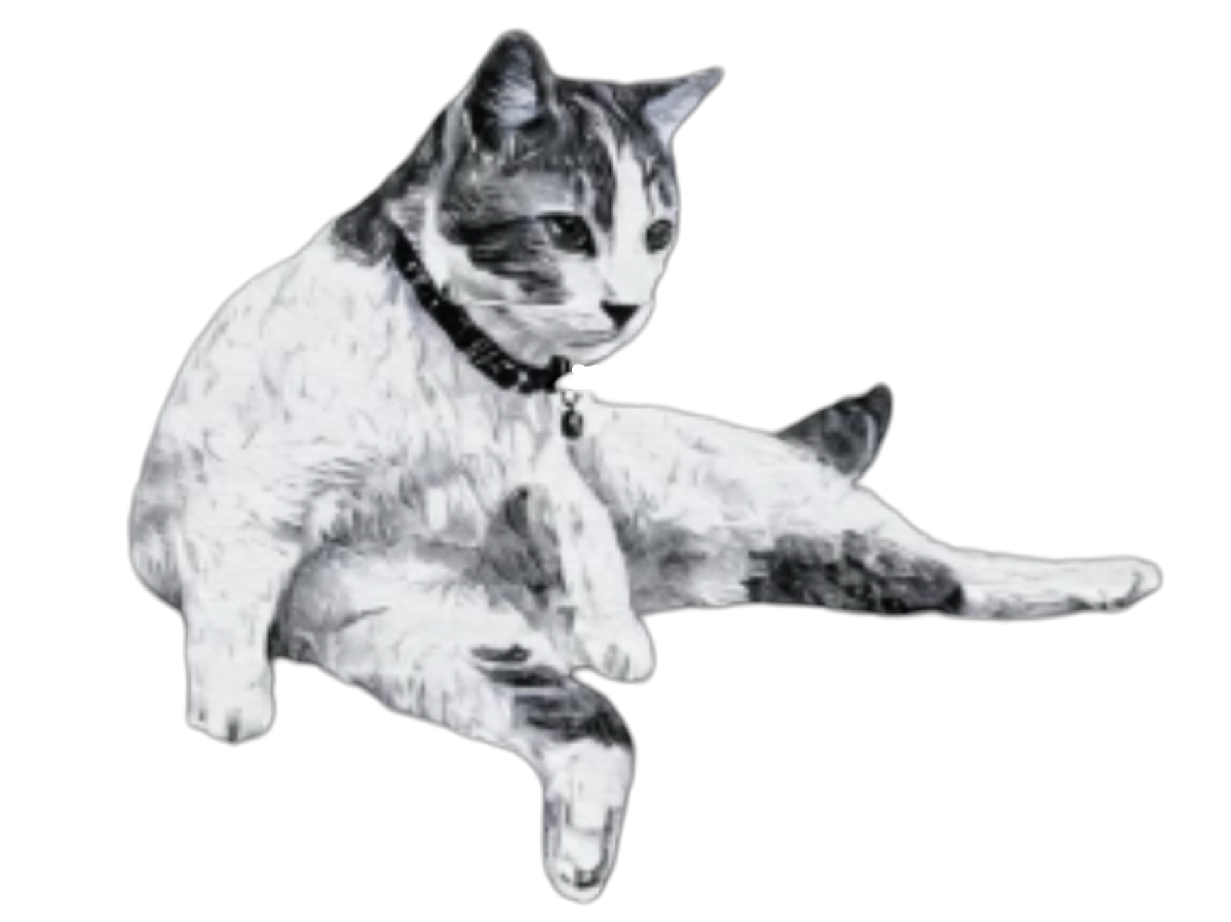 Boop That Cat